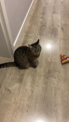 Lost Female Cat last seen Manhattan beach blvd, Redondo Beach, CA 90278