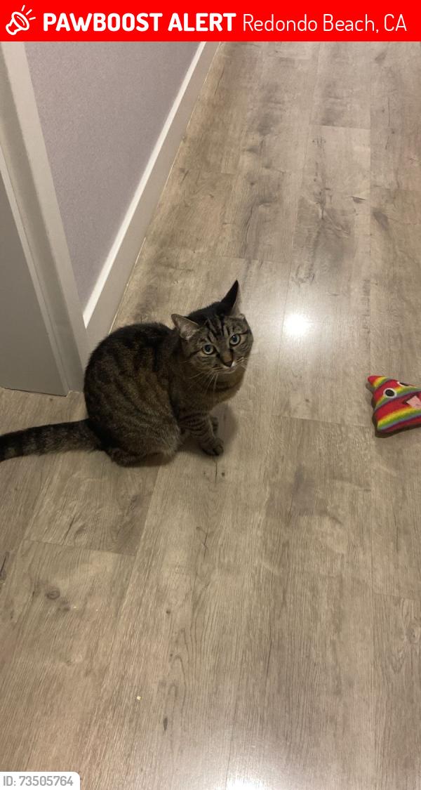 Lost Female Cat last seen Manhattan beach blvd, Redondo Beach, CA 90278