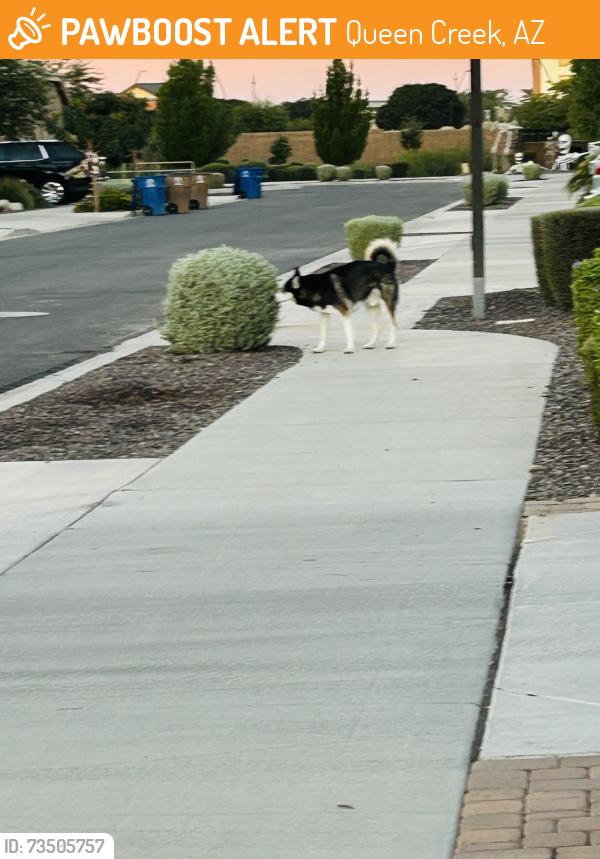 Found/Stray Male Dog last seen Estrella Rd and Camacho Rd, Queen Creek, AZ 85142