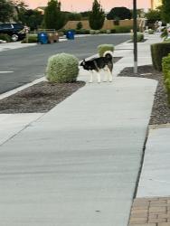 Found/Stray Male Dog last seen Estrella Rd and Camacho Rd, Queen Creek, AZ 85142