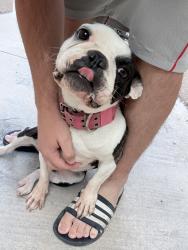 Reunited Female Dog last seen Near Pinetree Rd SE, Rio Rancho, NM 87124, USA, Rio Rancho, NM 87124