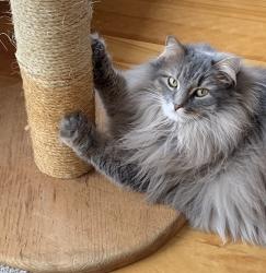 Lost Female Cat last seen Locust Grove Road and Wilton Road, Greenfield Center, NY 12833