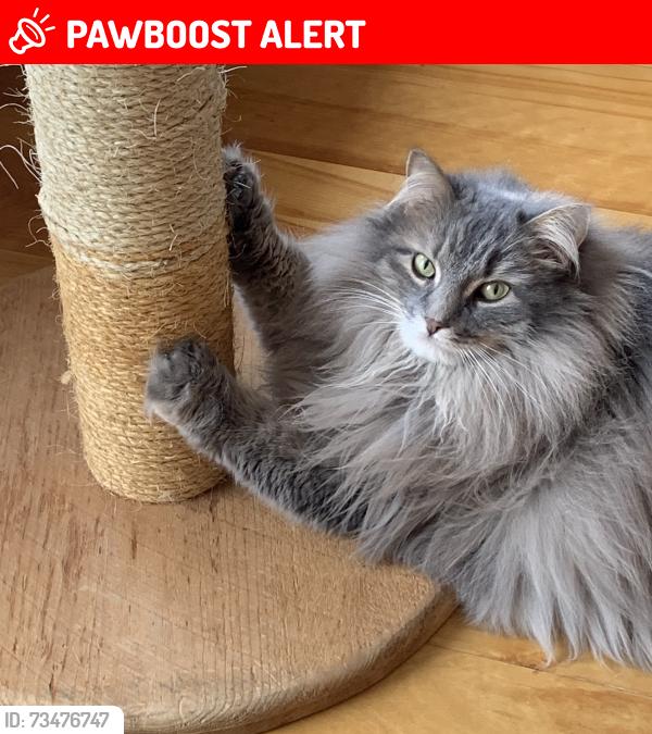 Lost Female Cat last seen Locust Grove Road and Wilton Road, Greenfield Center, NY 12833