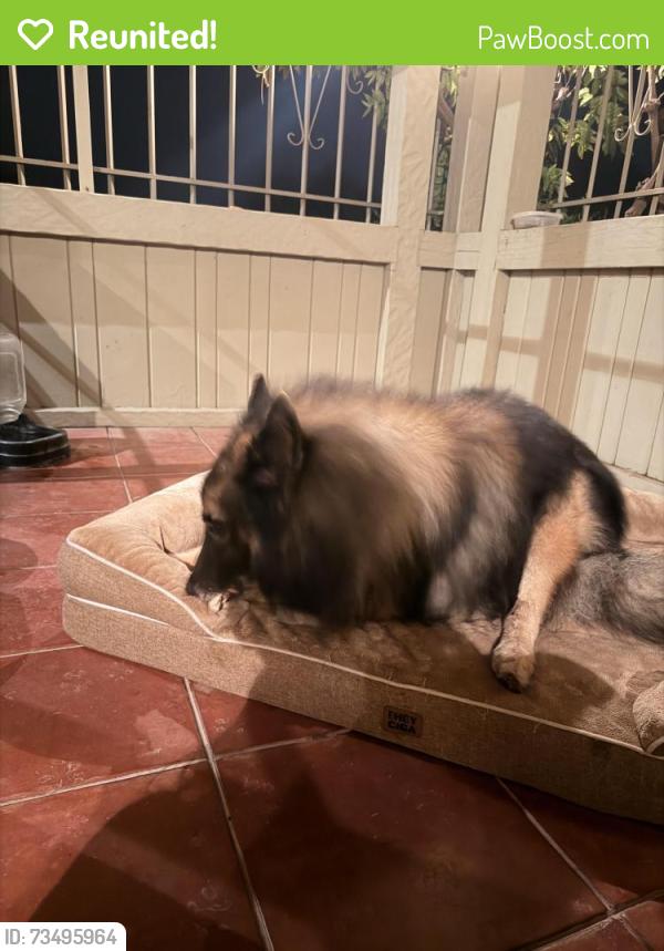 Reunited Unknown Dog last seen Summit, Escondido, CA 92025