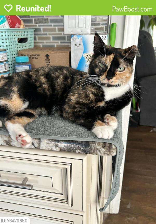 Reunited Female Cat last seen Old US 1 and Fairfield, Wake County, NC 27562