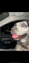 Found/Stray Female Dog last seen Biscayne blvd, Aventura, FL 33160