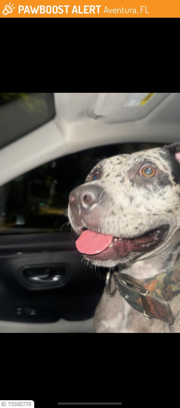 Found/Stray Female Dog last seen Biscayne blvd, Aventura, FL 33160