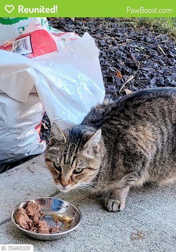 Reunited Unknown Cat last seen Cumberland Falls 700, Greenfield, IN 46140