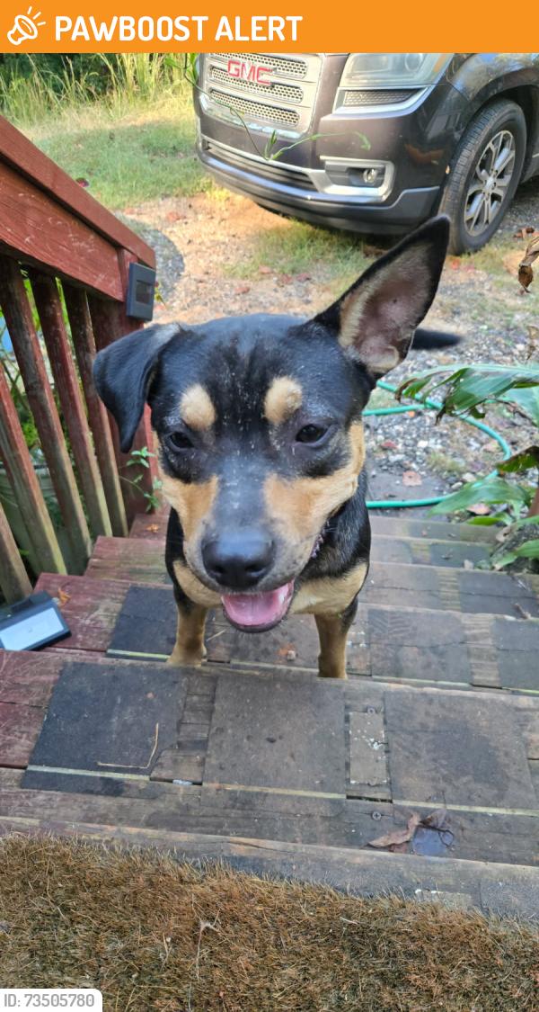 Found/Stray Male Dog last seen Goodwin Bridge Road, Greenville County, SC 29690