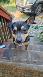 Found/Stray Male Dog last seen Goodwin Bridge Road, Greenville County, SC 29690
