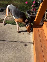 Reunited Male Dog last seen Camellia St at Chickasaw Point, Westminster, SC, Chickasaw Point, SC 29693