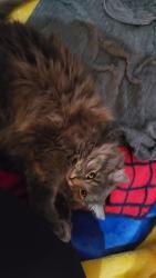 Reunited Male Cat last seen CRAIGIEBURN, Craigieburn, VIC 3064