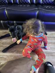 Lost Male Dog last seen Frog level road, Winterville, NC 28590
