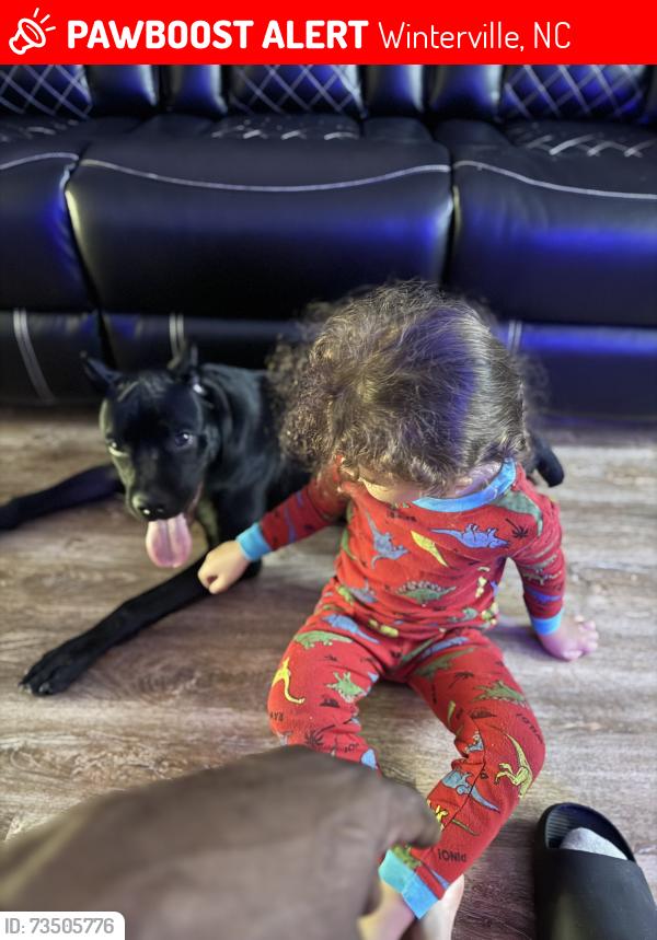 Lost Male Dog last seen Frog level road, Winterville, NC 28590
