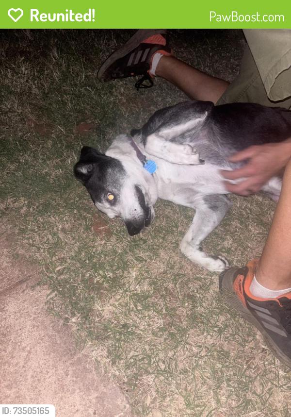 Reunited Female Dog last seen Whispering creek and Shadybrook ln, Edmond, OK 73012