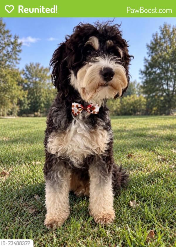 Reunited Male Dog last seen Rockrimmon/ Pro Rodeo, Colorado Springs, CO 80919