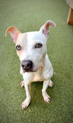 Shelter Stray Female Dog last seen Near United Ave Se, Atlanta, GA, 1251 Fulton Industrial Blvd NW, Atlanta, GA 30336, USA