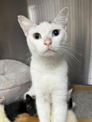 Shelter Stray Female Cat last seen Near W Nobis Circle, Homosassa,, 4030 S Airport Rd, Inverness, FL 34450, USA