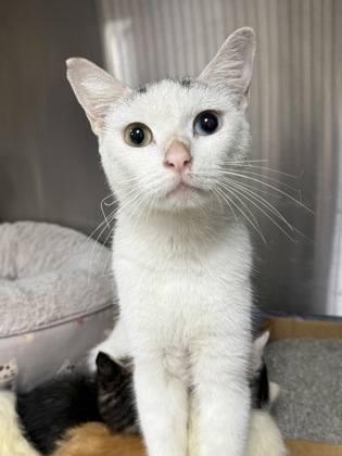Shelter Stray Female Cat last seen Near W Nobis Circle, Homosassa,, 4030 S Airport Rd, Inverness, FL 34450, USA