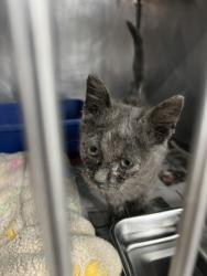Shelter Stray Male Cat last seen Croatan Woods, Craven County: undefined, NC, 1639 Old Airport Rd, New Bern, NC 28562, USA