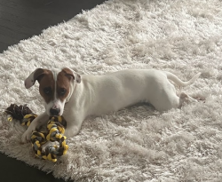 Lost Female Dog last seen Mcdonough, McDonough, GA 30253