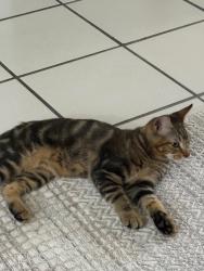 Lost Male Cat last seen 8310sw 65 Ave, Miami, FL 33143