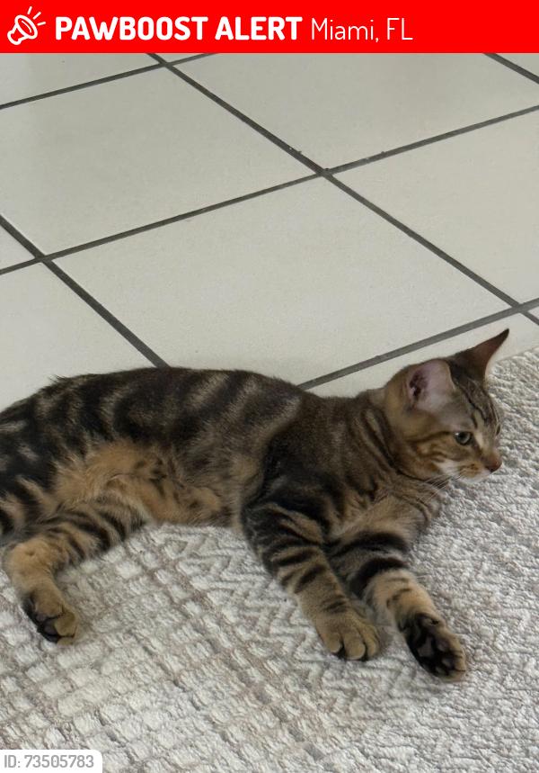 Lost Male Cat last seen 8310sw 65 Ave, Miami, FL 33143