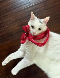 Reunited Male Cat last seen Near nw palm lake dr, stuart fl, Stuart, FL 34994