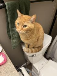 Lost Male Cat last seen Caulks Hill and Harvester, Saint Charles, MO 63304