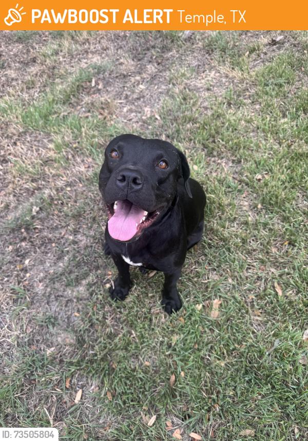 Found/Stray Male Dog last seen Trailwood Dr, Temple, TX 76502