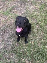 Found/Stray Male Dog last seen Trailwood Dr, Temple, TX 76502