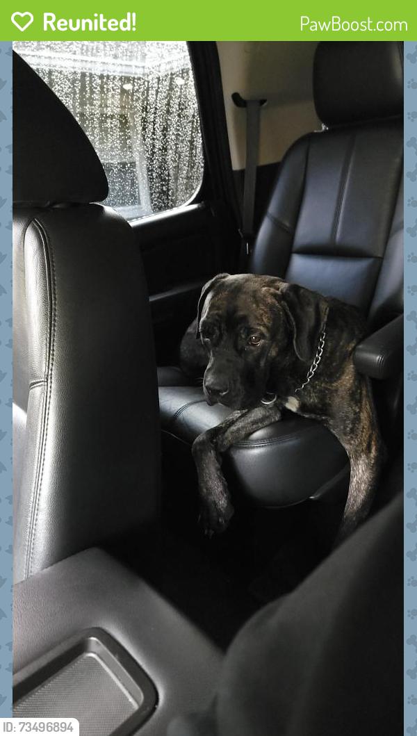 Reunited Female Dog last seen Virginia Ave and 5th, Washington, DC 20003