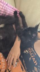 Lost Female Cat last seen Ashland road, Greer, SC 29651