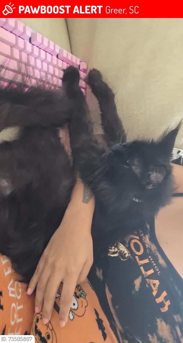 Lost Female Cat last seen Ashland road, Greer, SC 29651
