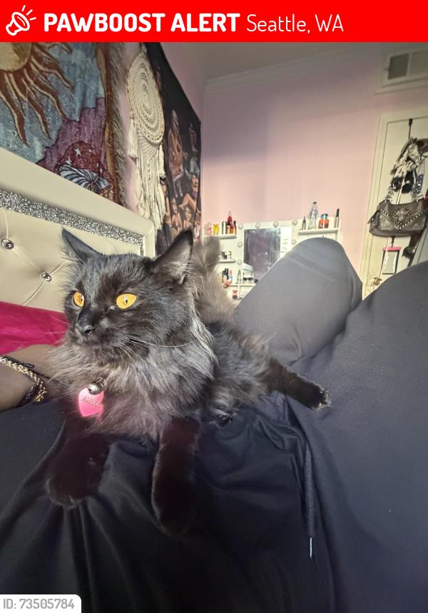 Lost Female Cat last seen Near senior homes, Seattle, WA 98118