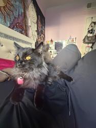 Lost Female Cat last seen Near senior homes, Seattle, WA 98118