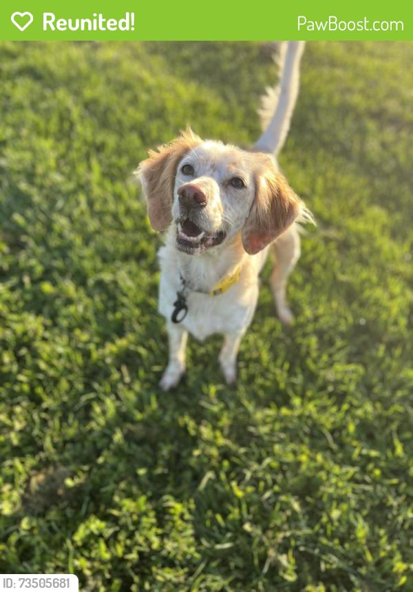 Reunited Female Dog last seen Near Farmland ct Kaukauna, Noblesville, IN 46060