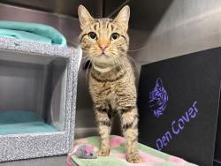 Shelter Stray Female Cat last seen Near St. Anns Avenue, BRONX, NY, 10455, 326 E 110th St, New York, NY 10029, USA