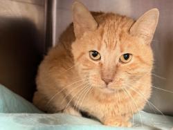 Shelter Stray Male Cat last seen Near E 169th Street, BRONX, NY, 10452, 326 E 110th St, New York, NY 10029, USA