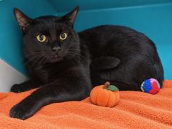 Shelter Stray Male Cat last seen Near W 169th Street, BRONX, NY, 10452, 326 E 110th St, New York, NY 10029, USA