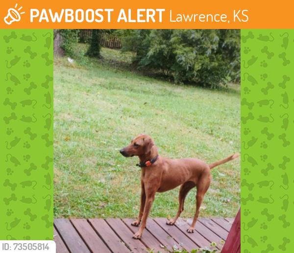 Found/Stray Unknown Dog last seen Lawrence Ave and Jana dr, Lawrence, KS 66049