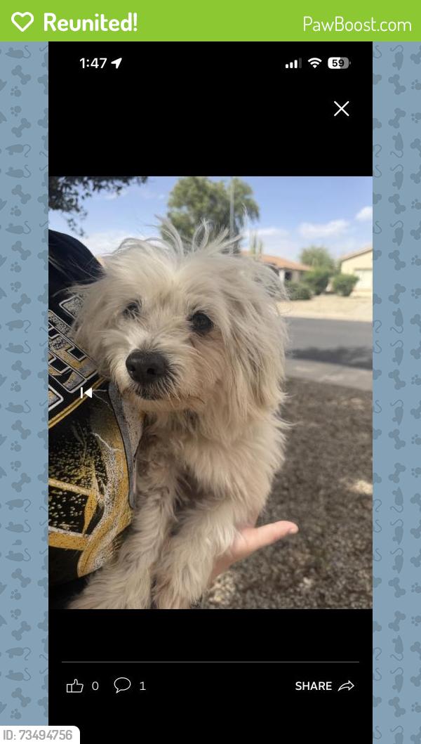 Reunited Male Dog last seen Miami st and 103rd, Tolleson, AZ 85353