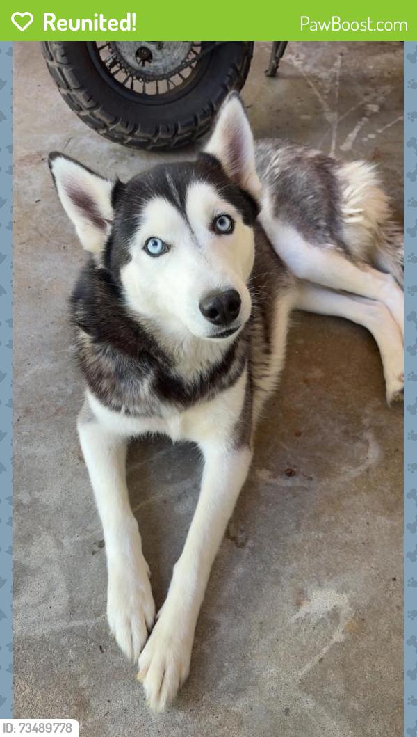 Reunited Female Dog last seen Near camellia st raleigh nc, Raleigh, NC 27603