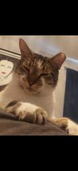 Reunited Male Cat last seen Thunderbird Rd and thunderbird hill, Sebring, FL 33872