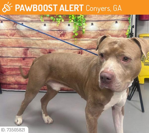 Found/Stray Unknown Dog last seen Located at Rockdale County Animal Service, 1506 Rockbridge Road, Conyers, GA 30012, Conyers, GA 30012