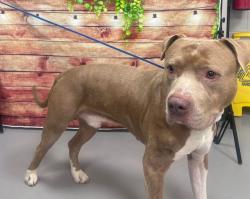 Found/Stray Unknown Dog last seen Located at Rockdale County Animal Service, 1506 Rockbridge Road, Conyers, GA 30012, Conyers, GA 30012
