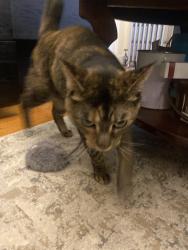 Reunited Female Cat last seen Bowers and mt Vernon st, Lowell, MA 01854