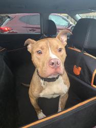 Found/Stray Male Dog last seen South halsted & 83rd, Chicago, IL 60620