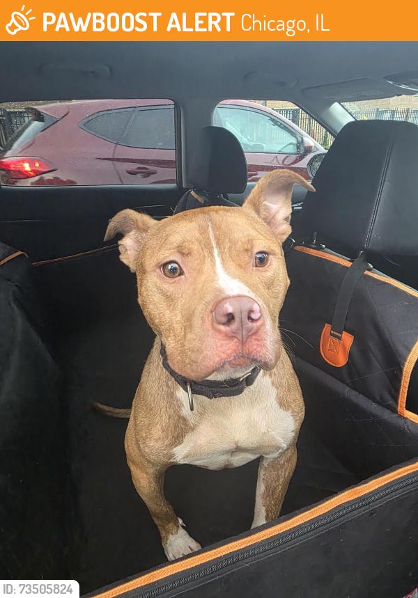 Found/Stray Male Dog last seen South halsted & 83rd, Chicago, IL 60620