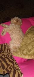 Found/Stray Female Dog last seen Barbecue Station, San Antonio, TX 78209